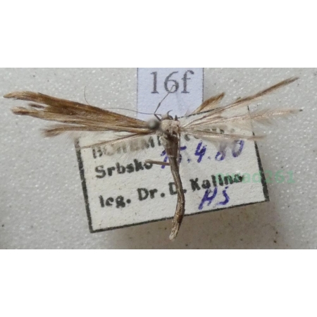 Emmelina monodactyla (Linnaeus, 1758) Piórolotek zwyczajny Czech16f